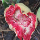 Artocarpus dadah Live Plant