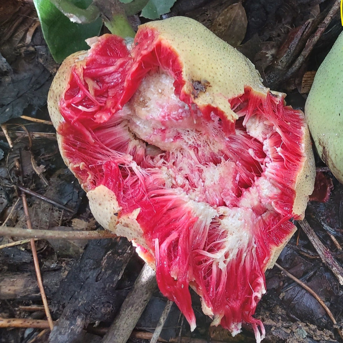 Artocarpus dadah Live Plant