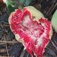 Artocarpus dadah Live Plant