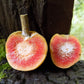 Artocarpus dadah Live Plant