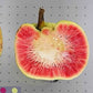 Artocarpus dadah Live Plant