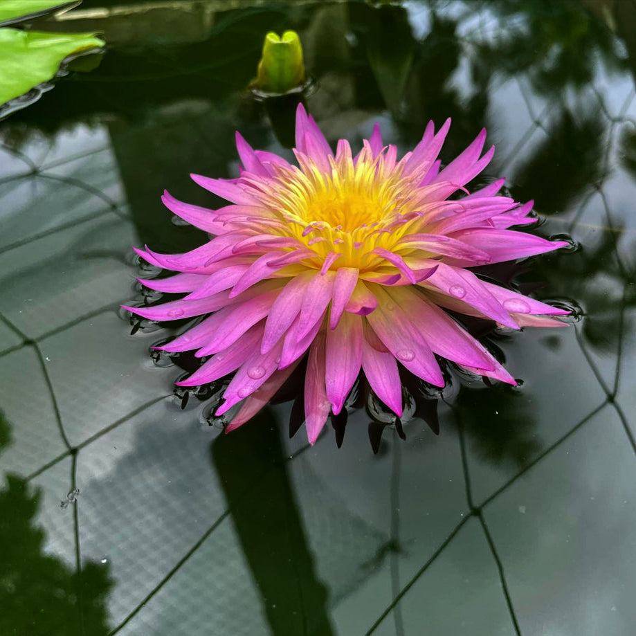 Arunvaree Tropical Water Lilly Live Plant