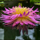 Arunvaree Tropical Water Lilly Live Plant