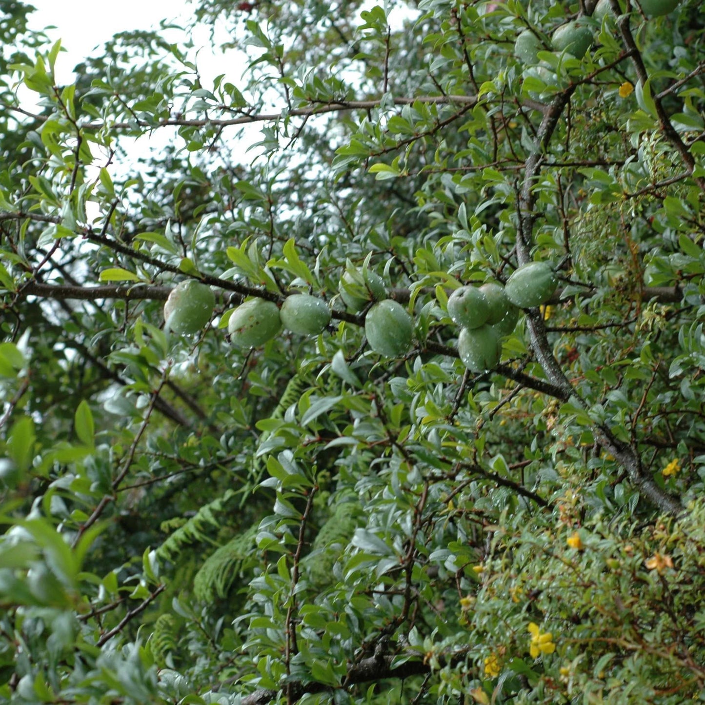 Assam Apple Fruit Plant (Docynia indica)