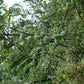 Assam Apple Fruit Plant (Docynia indica)