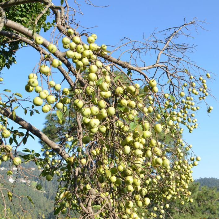 Assam Apple Fruit Plant (Docynia indica)