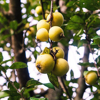 Assam Apple Fruit Plant (Docynia indica)
