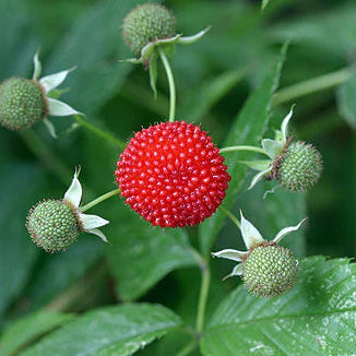 Atherton Raspberry Live Plant (Rubus probus )