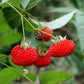 Atherton Raspberry Live Plant (Rubus probus )