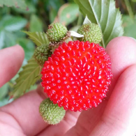 Atherton Raspberry Live Plant (Rubus probus )