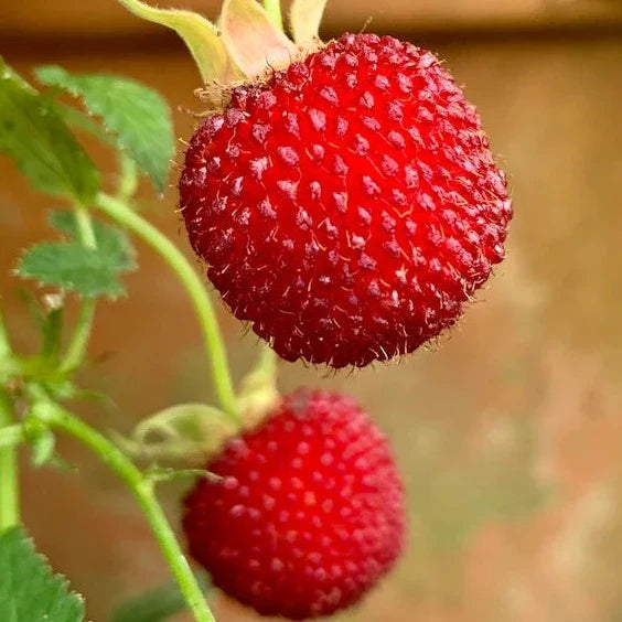 Atherton Raspberry Live Plant (Rubus probus ) – veliyathgardens