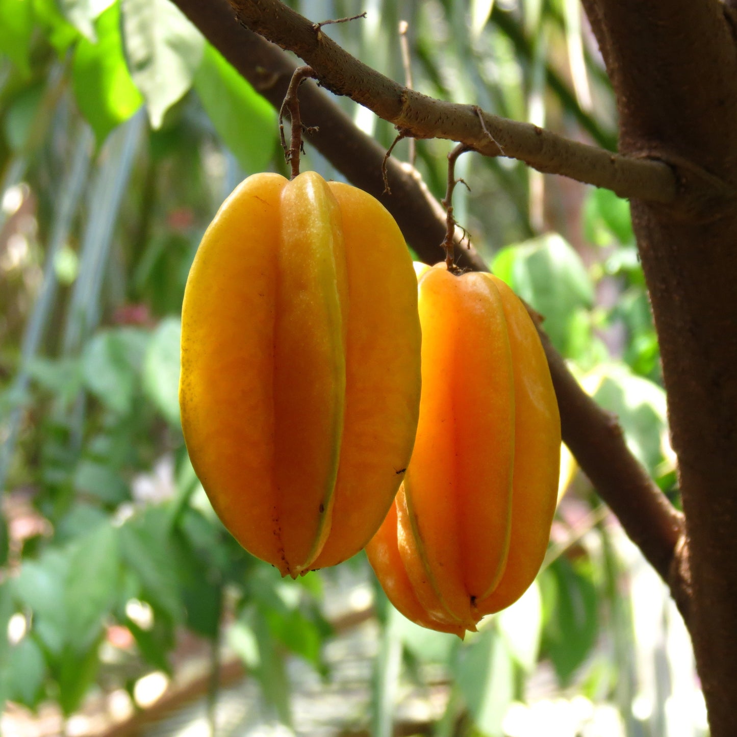 Carambola Fruit Plants (Averrhoa Carambola)