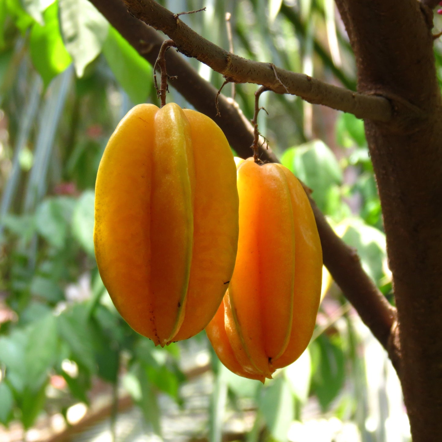 Carambola Fruit Plants (Averrhoa Carambola)