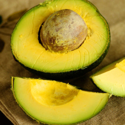 Reed Avocado Live Plant (Persea americana)