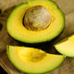 Reed Avocado Live Plant (Persea americana)