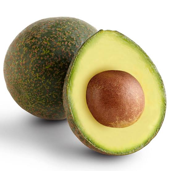 Reed Avocado Live Plant (Persea americana)