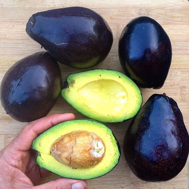 Avocado Mexicola Grande Live Plant