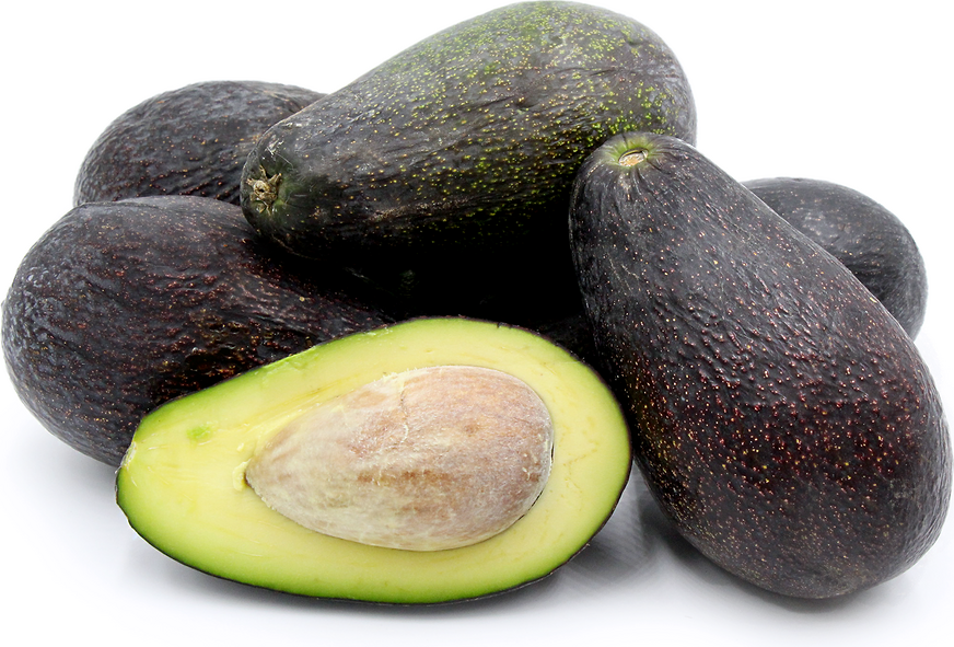 Avocado Mexicola Grande Live Plant