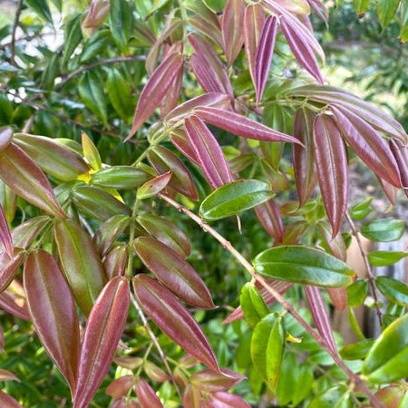 Beach Cambuca live Plant ( Myrciaria Strrigipes )