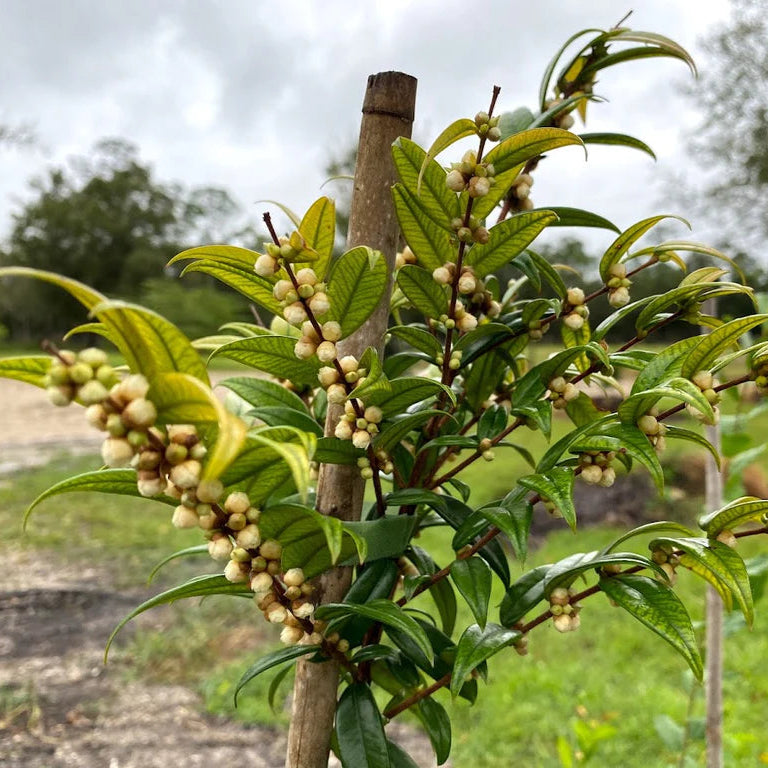 Beach Cambuca live Plant ( Myrciaria Strrigipes )