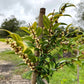 Beach Cambuca live Plant ( Myrciaria Strrigipes )