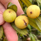 Beach Cambuca live Plant ( Myrciaria Strrigipes )