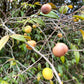 Beach Cambuca live Plant ( Myrciaria Strrigipes )