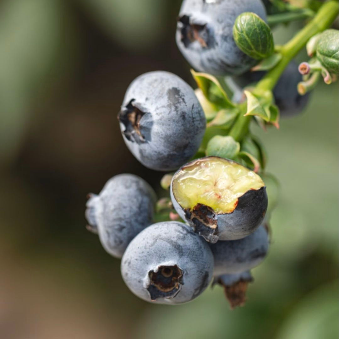 Blue Berry "Berry Land Number One Live Plant