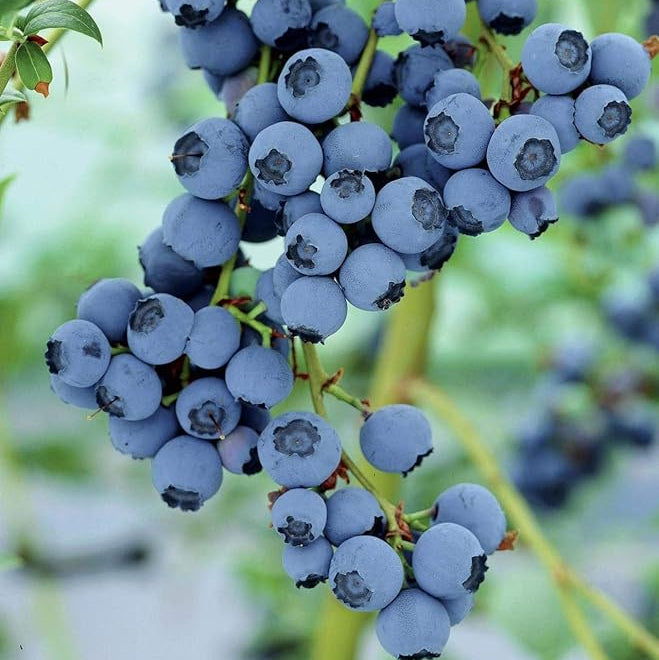 Blue Berry "Berry Land Number One Live Plant