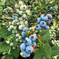 Blue Berry "Berry Land Number One Live Plant