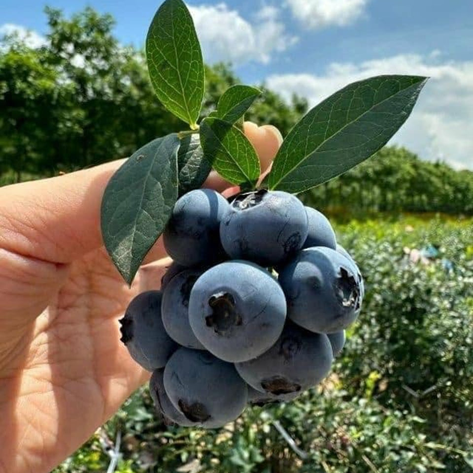 Blue Berry "Berry Land Number One Live Plant