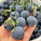 Blue Berry "Berry Land Number One Live Plant