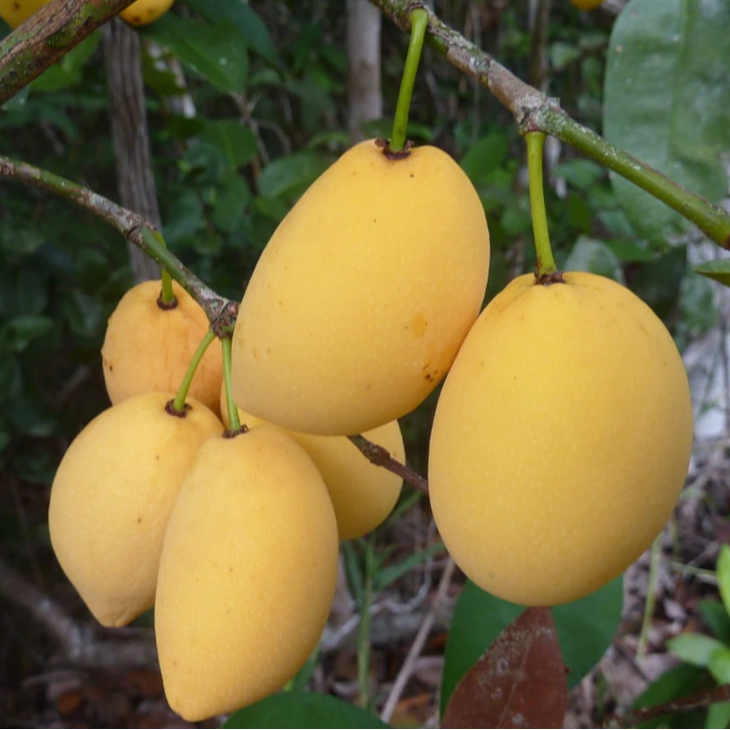 Bacupari Fruit Plants (Garcinia Brasiliensis )