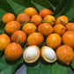 Bacupari Fruit Plants (Garcinia Brasiliensis )