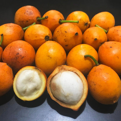 Bacupari Fruit Plants (Garcinia Brasiliensis )