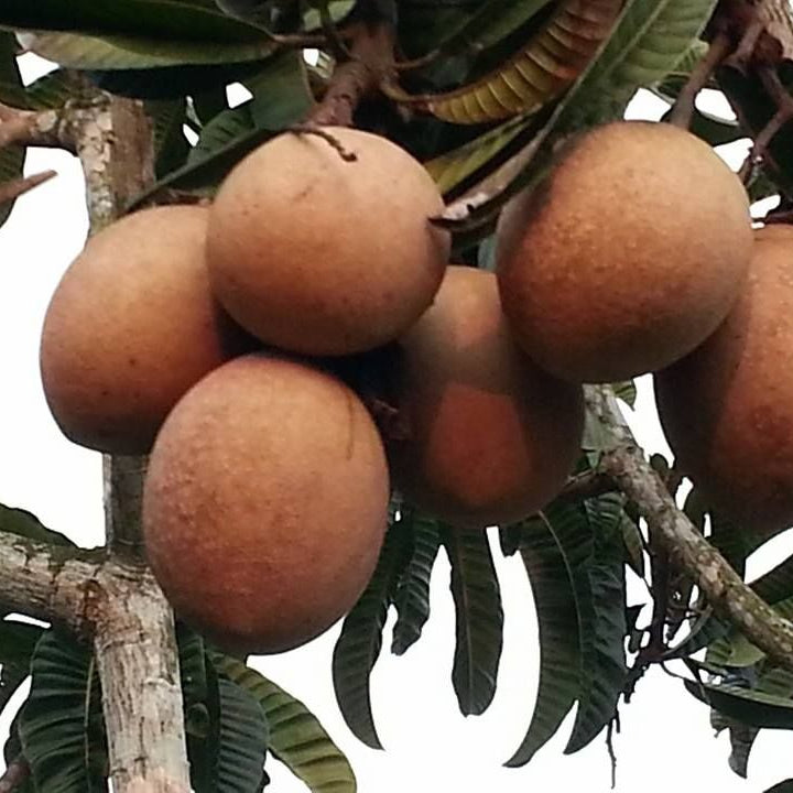 Bambangan Fruit Plant (Mangifera pajang)