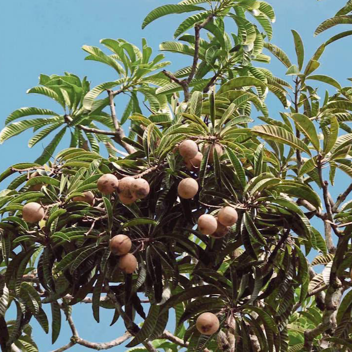 Bambangan Fruit Plant (Mangifera pajang)