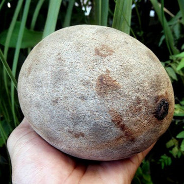 Bambangan Fruit Plant (Mangifera pajang)