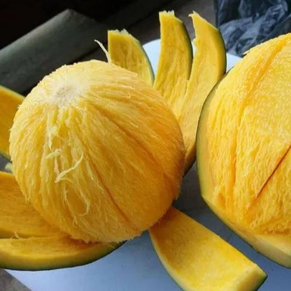 Bambangan Fruit Plant (Mangifera pajang)