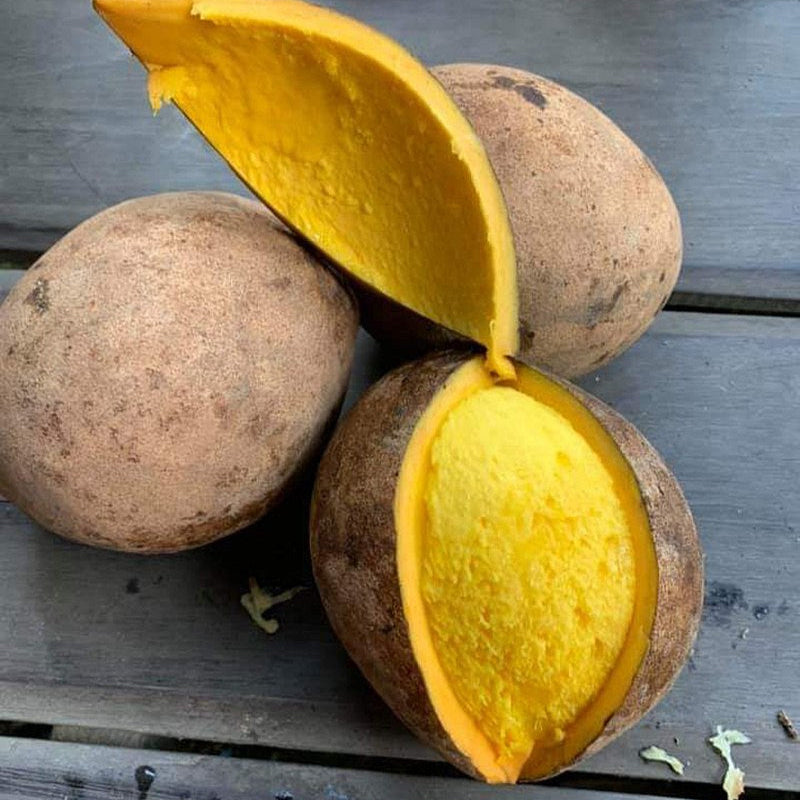 Bambangan Fruit Plant (Mangifera pajang)