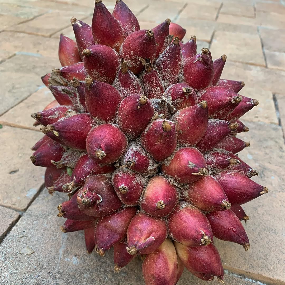 Banana Pineapple Live Plant  (Bromelia karatas)
