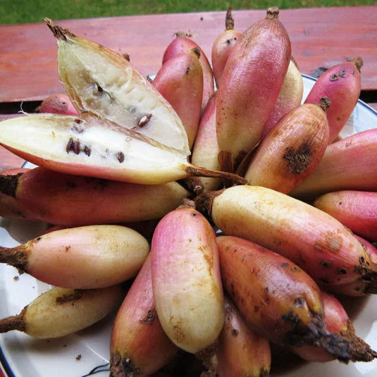 Banana Pineapple Live Plant  (Bromelia karatas)