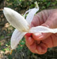 Banana Pineapple Live Plant  (Bromelia karatas)