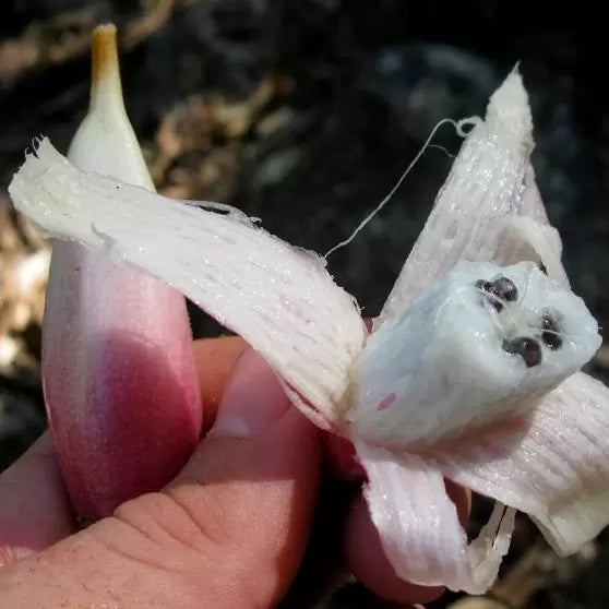 Banana Pineapple Live Plant  (Bromelia karatas)
