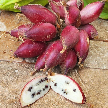 Banana Pineapple Live Plant  (Bromelia karatas)