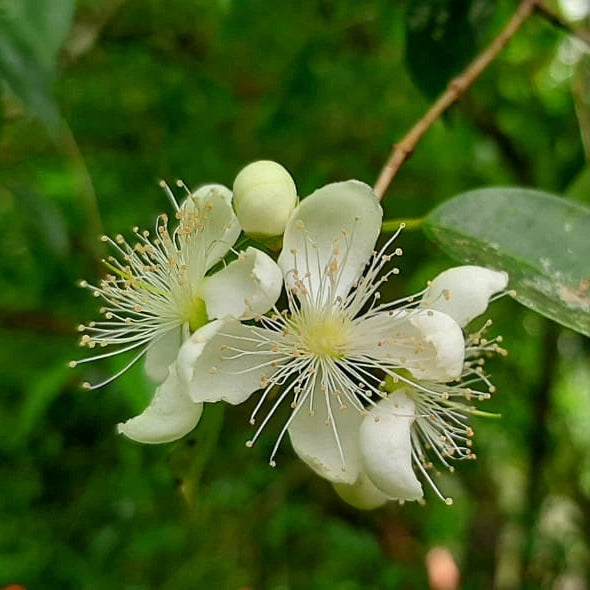 Banana Pitanga Fruit Plant (Eugenia anthropophaga)