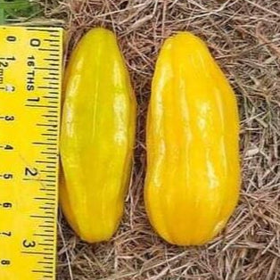 Banana Pitanga Fruit Plant (Eugenia anthropophaga)