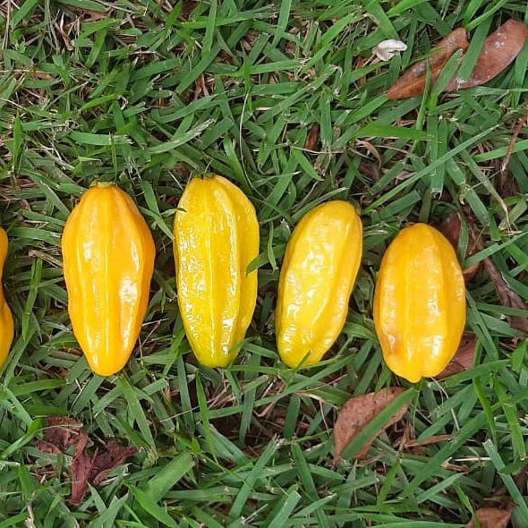 692〓希少Eugenia anthropophaga バナナピタンガ 熱帯果樹 692〓希少 692〓希少Eugenia anthropophaga バナナピタンガ 熱帯果樹 692〓希少