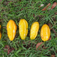 Banana Pitanga Fruit Plant (Eugenia anthropophaga)