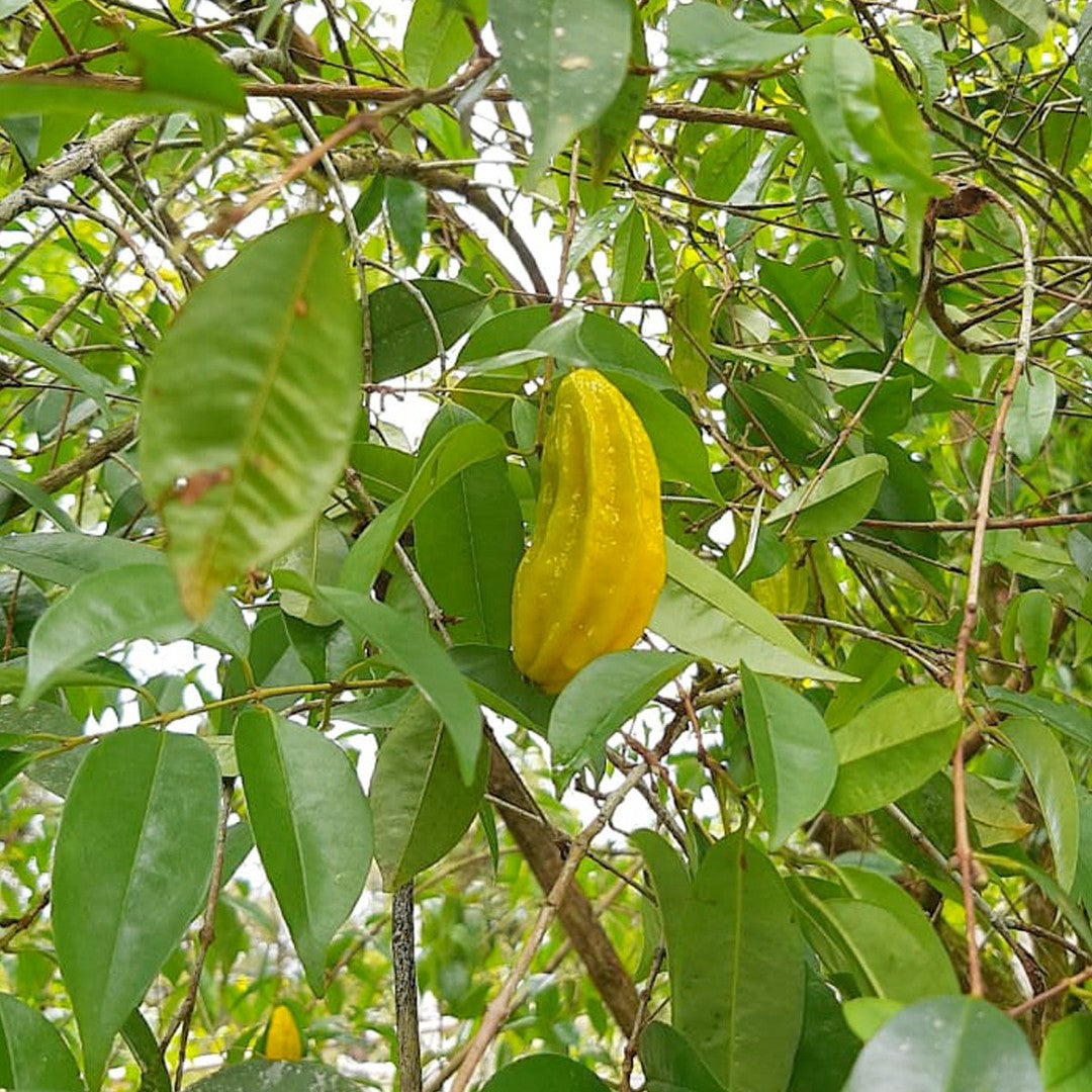 Banana Pitanga Fruit Plant (Eugenia anthropophaga)